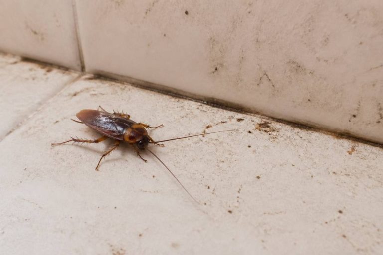 Blatte ou cafard : comment les reconnaître et s’en débarrasser efficacement