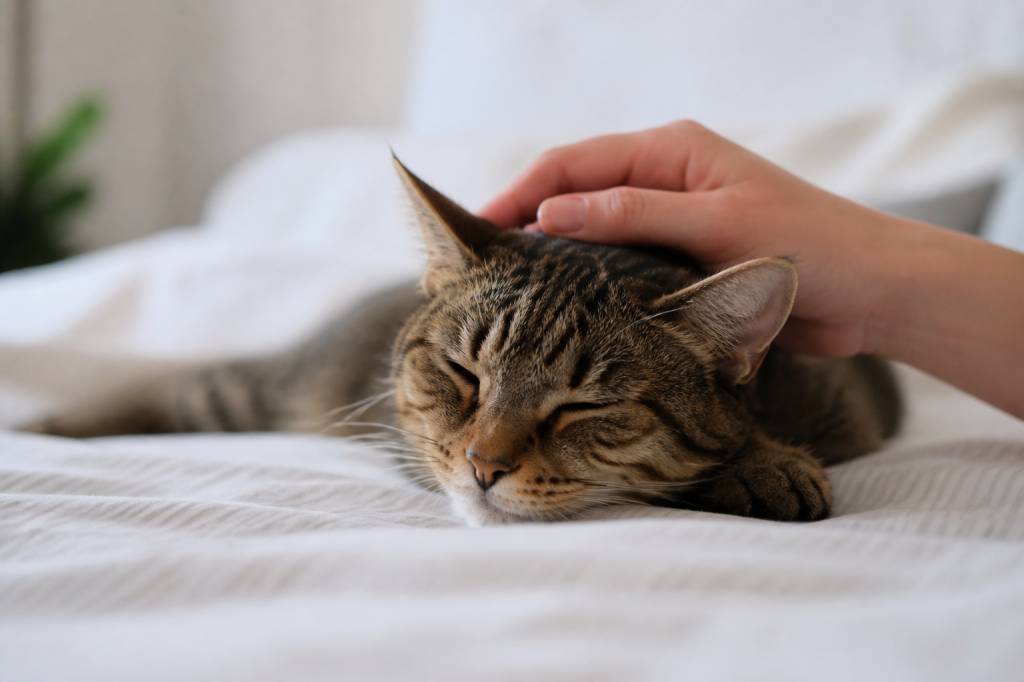 Punaises de lit et chats : comment les reconnaître et protéger votre animal