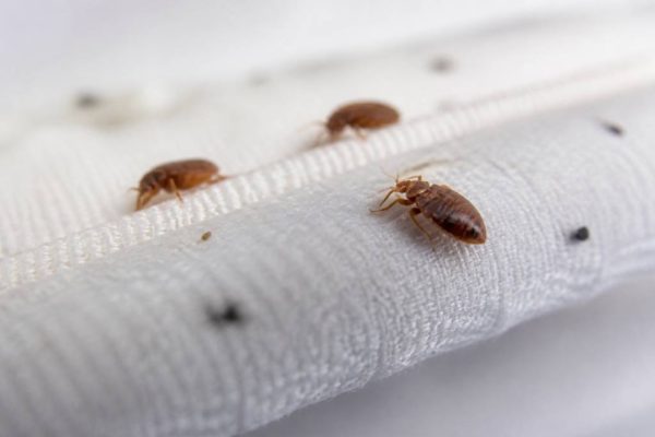 Durée de vie des punaises de lit : combien de temps survivent-elles ?
