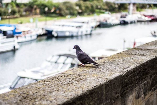 Dépigeonnage à paris : préservez la propreté de vos bâtiments