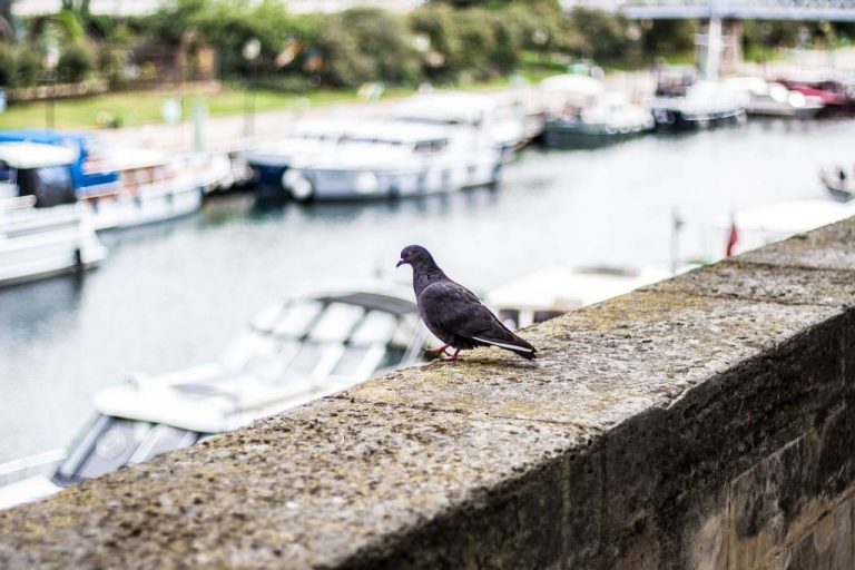 Dépigeonnage à paris : préservez la propreté de vos bâtiments